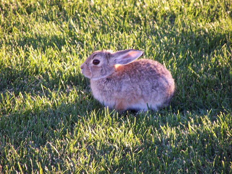 Cottontail Rabbit@Pardee